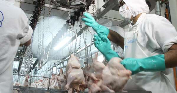 La Nación / Envíos de productos avícolas experimentaron caídas en el primer semestre