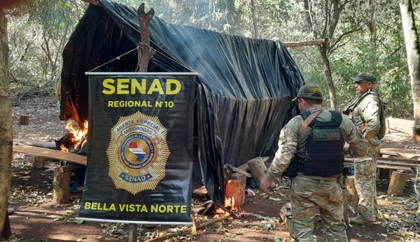 Detectan narco-campamentos y destruyen 12 toneladas de droga en Bella Vista Norte