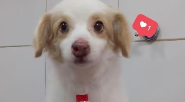 Venganza por muerte de un gato, hipótesis de criminal ataque a un perro - Noticiero Paraguay