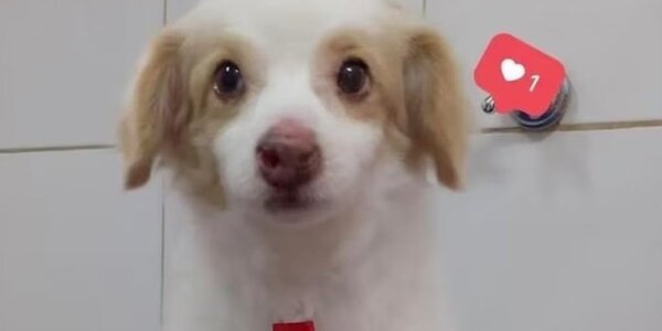 Venganza por muerte de un gato, hipótesis de criminal ataque a un perro