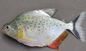 Descubren una nueva especie de piraña en Bolivia – Prensa 5