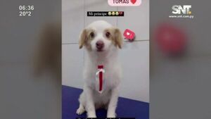 ¡De terror! Quemaron y decapitaron a un perrito - SNT