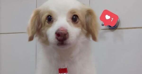 Diario HOY | Perrito quemado y decapitado: ordenan necropsia para avanzar en la investigación