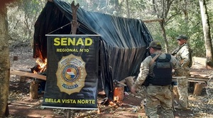 Detectan narco-campamentos y destruyen 12 toneladas de droga en Bella Vista Norte