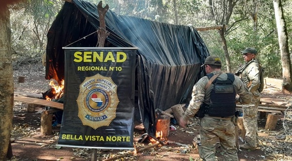 Detectan narco-campamentos y destruyen 12 toneladas de droga en Bella Vista Norte