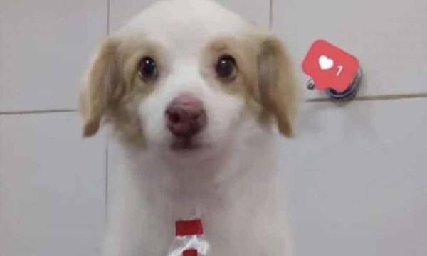 Perrito quemado y decapitado: ordenan necropsia para avanzar en la investigación – Prensa 5