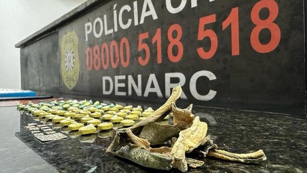 Narcos paraguayos se diversifican: Ahora trafican cactus alucinógeno