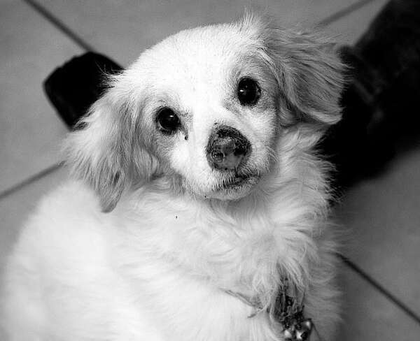 “Tomás”: denuncian que un perro fue quemado y decapitado en Fernando de la Mora - Policiales - ABC Color
