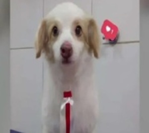 Defensa Animal interviene en caso de asesinato del perrito Tomás - Paraguay.com