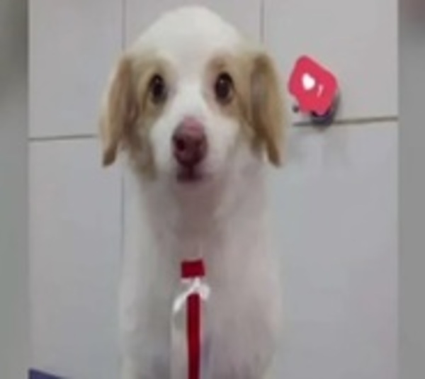 Defensa Animal interviene en caso de asesinato del perrito Tomás - Paraguay.com