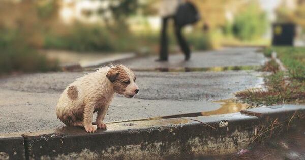 Diario HOY | Perro decapitado y quemado: recuerdan que maltrato animal es un delito
