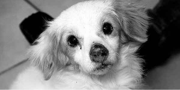 Tras terrible muerte de peludito: Defensa Animal inicia investigación e insta a realizar denuncias - trece