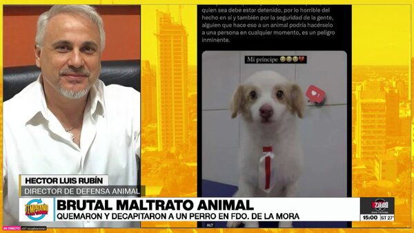 Repudian ensañamiento terrible contra perrito decapitado y piden penas más altas - Megacadena - Diario Digital