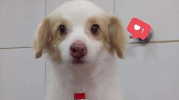 Caso Tomás: Exhuman los restos del perro decapitado para una necropsia