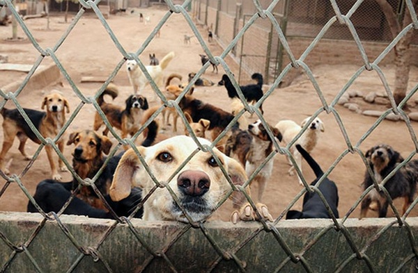 Propuesta en el Senado busca destinar multas a refugios de animales desamparados - trece
