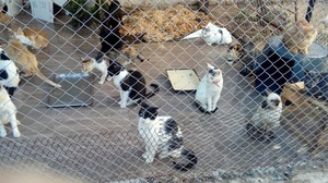 Buscan generar fondos para entidades protectoras de animales con modificación de ley - Unicanal