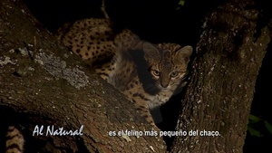 SNT Al Natural: La vida nocturna en la Estancia 4L - SNT