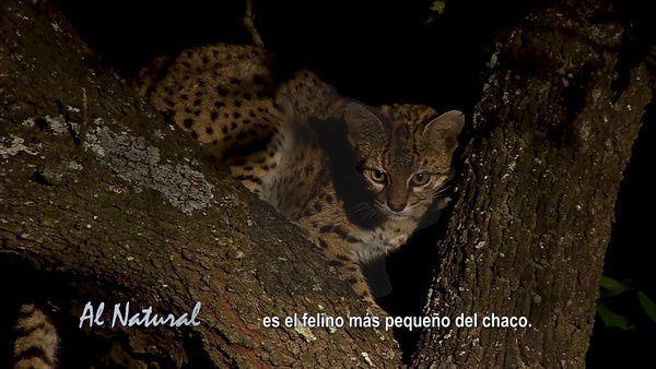 SNT Al Natural: La vida nocturna en la Estancia 4L - SNT