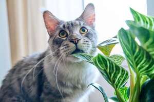 ¡Plantas peligrosas! Si tenés un gato tenés que saber qué no plantar en casa - Mascotas - ABC Color