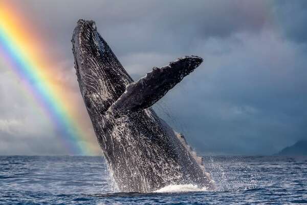 Las ballenas fueron más felices durante la pandemia de la covid, revela estudio científico - Ciencia - ABC Color