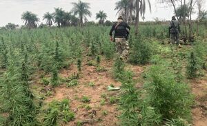 Canindeyú: Eliminan 42 toneladas de marihuana al inicio de segunda fase de incursión contra grupos criminales - El Independiente