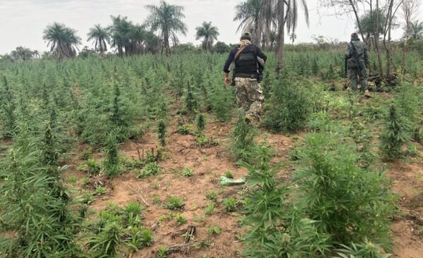 Canindeyú: Eliminan 42 toneladas de marihuana al inicio de segunda fase de incursión contra grupos criminales - El Independiente