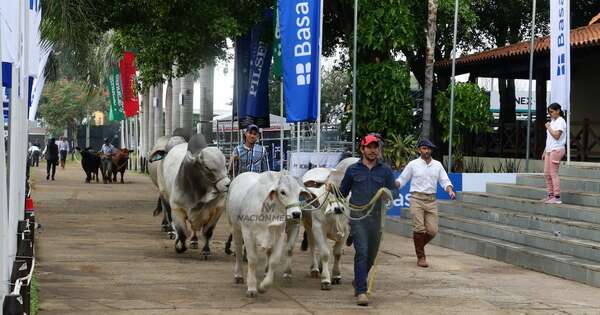 La Nación / Para cabañeros, la Expo ya está en marcha con el ingreso de animales