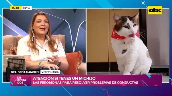 Atención si tenes un michijo: hablamos sobre las feromonas para resolver problemas de conductas - Ensiestados - ABC Color