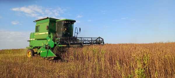 Productores asistidos por INBIO logran exitosa cosecha de chía en Mariscal López, Caaguazú