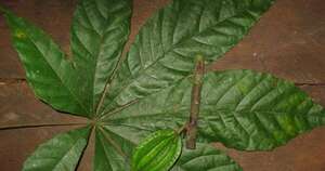 La Nación / Nuevas plantas del cacao apuntan a un chocolate “a prueba del clima”