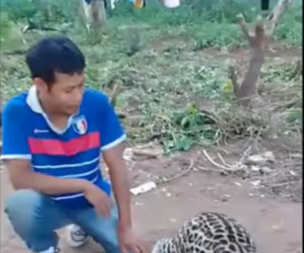 Indígena habría cazado a un tirika