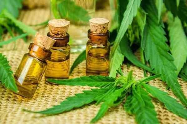 Denuncian falsificación de firmas para producción de cannabis medicinal - Policiales - ABC Color
