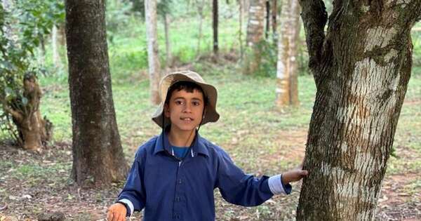La Nación / Invitan a los chicos a dar un Paseo por el Bosque Encantado