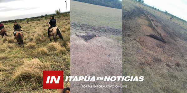 MISTERIOSA MUERTE DE GANADO EN EL DISTRITO DE GRAL. ARTIGAS - Itapúa Noticias