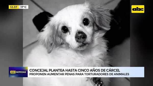 Video: Concejal plantea proponer aumentar penas para torturadores de animales - ABC Noticias - ABC Color