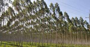 La Nación / Proyectan revolución en el sector forestal por mayor disponibilidad de materia prima