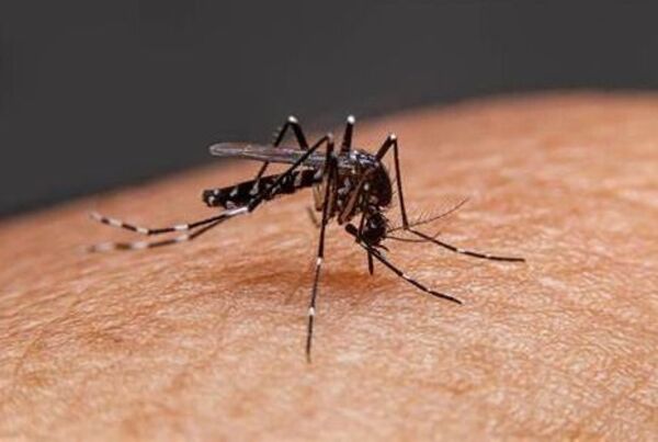 Esta es la planta que ahuyenta rápidamente los mosquitos