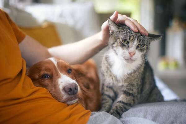 Alergia a mascotas: ¿qué pasa si igual quiero tener un perro o un gato? - Mascotas - ABC Color