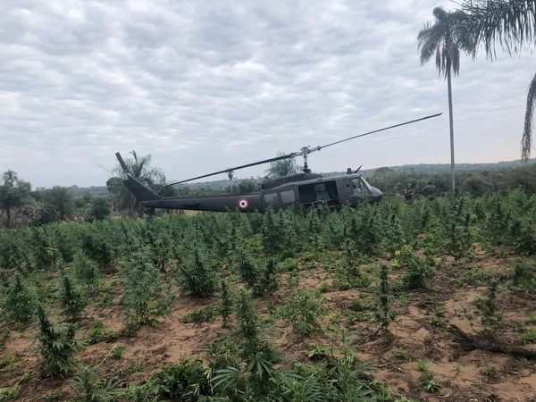 Destruyen plantación de marihuana en zona de influencia de Macho