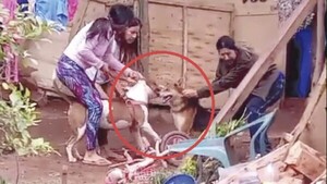Pitbull casi despellejó a otro perro en ataque