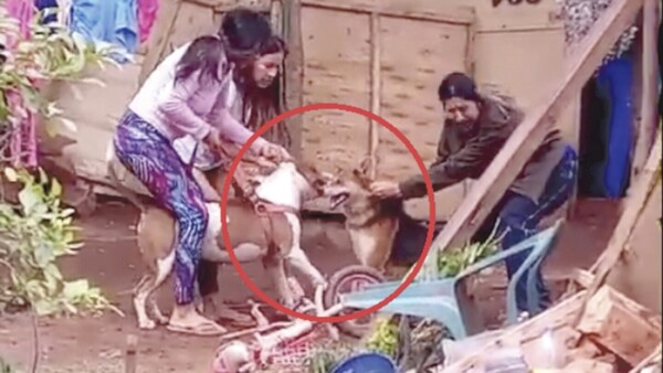 Pitbull casi despellejó a otro perro en ataque