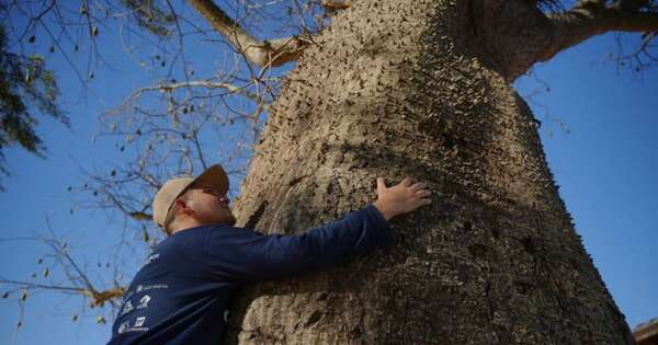 Diario HOY | Colosos de la Tierra: árboles áreas silvestres protegidas compiten en su propia categoría