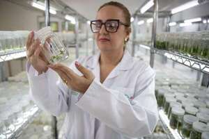Equipos científicos compiten por mapear la Amazonía y ganar 10 millones de dólares - Ciencia - ABC Color