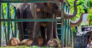 Diario HOY | Un elefante descontrolado causa pánico entre peregrinos en Sri Lanka