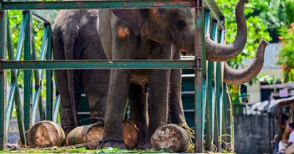 Diario HOY | Un elefante descontrolado causa pánico entre peregrinos en Sri Lanka