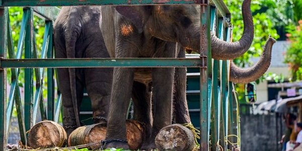 Un elefante descontrolado causa pánico entre peregrinos en Sri Lanka