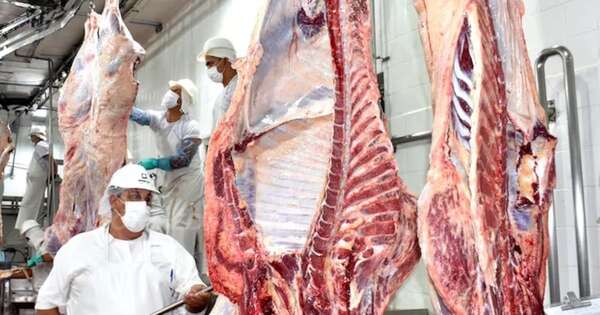 La Nación / Aumento en la faena de bovinos