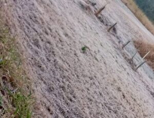 Persisten las bajas temperaturas y posibles escarchas