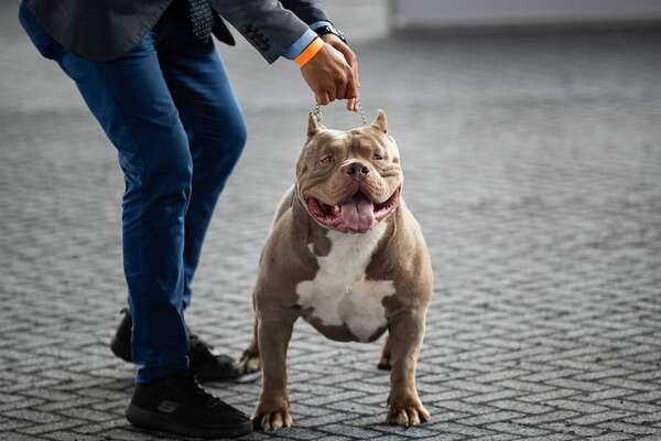 “La rabia es cien por ciento prevenible a través de la vacunación” - Mascotas - ABC Color