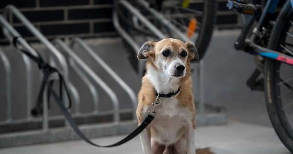 Diario HOY | Proponen hasta 8 años de cárcel por maltratar o matar animal